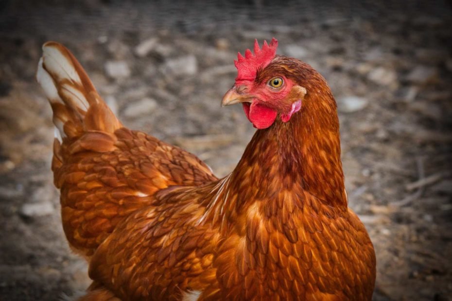 Gallinas ponedoras en granja