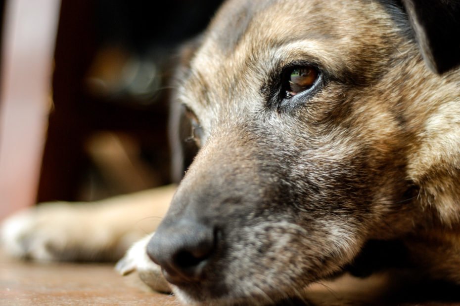 Perro senior